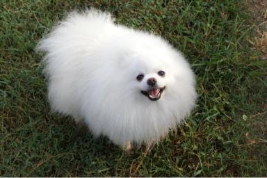 exclusivepoms