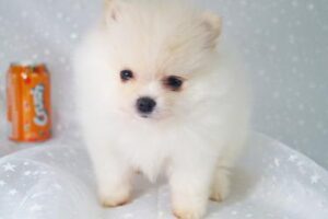 exclusivepoms