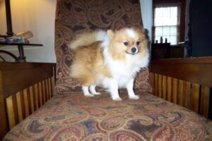 Pomeranian Uglies