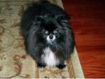 exclusivepoms