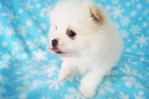 exclusivepoms