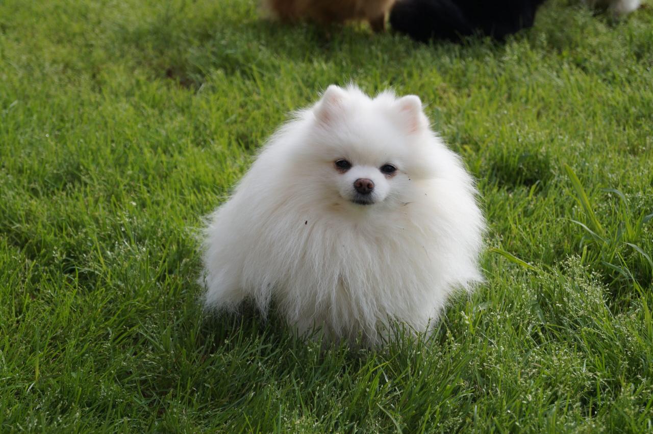 exclusivepoms