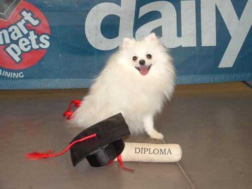 exclusivepoms