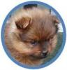 exclusivepoms