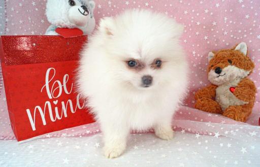 exclusivepoms