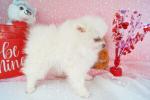 exclusivepoms