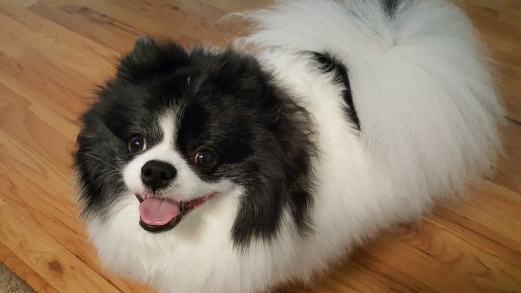 exclusivepoms