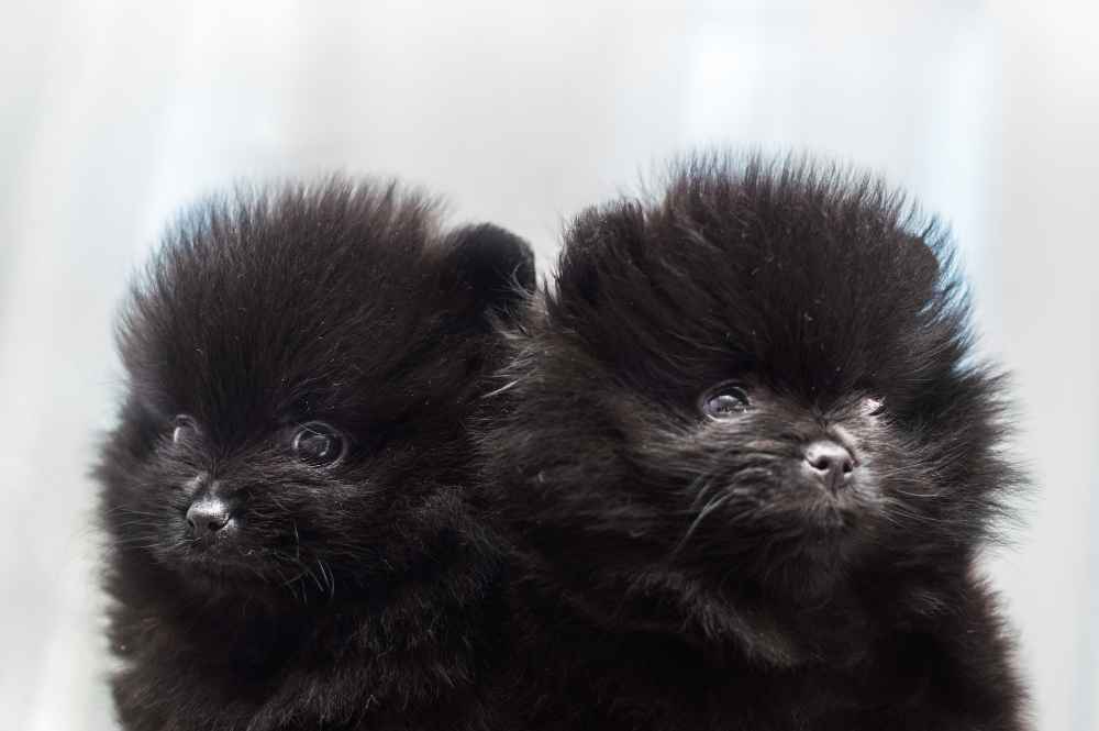 exclusivepoms