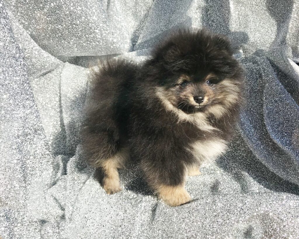 exclusivepoms