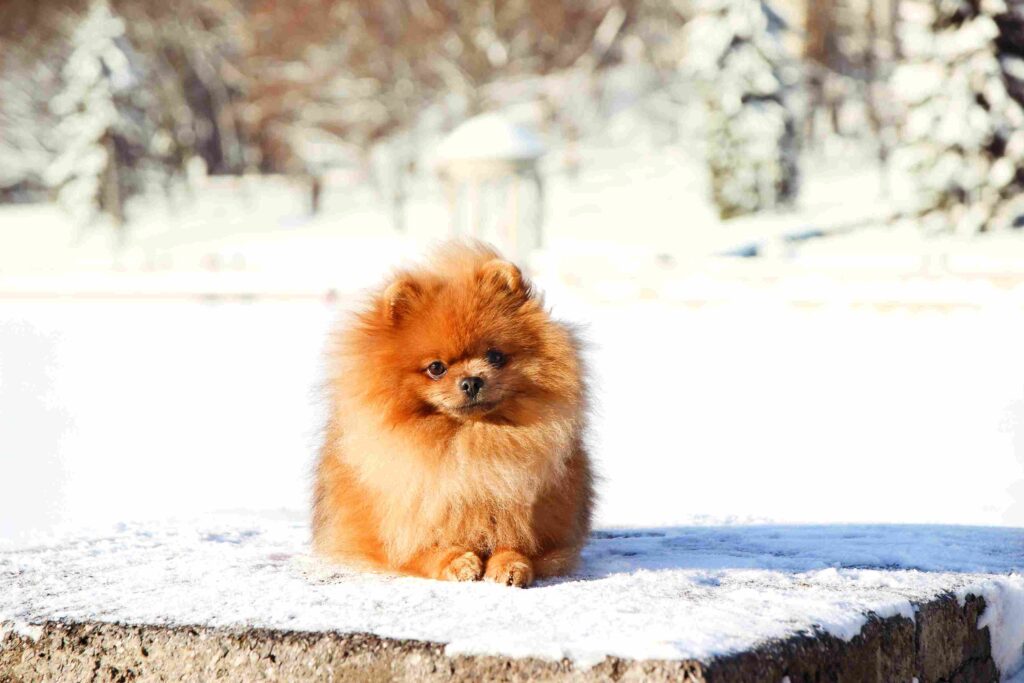 exclusivepoms