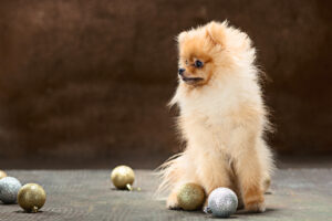 exclusivepoms