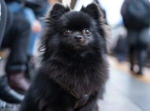 Black-pom
