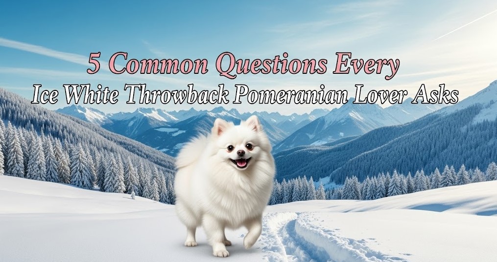 5 common question