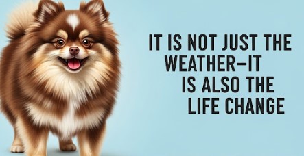 Chocolate Parti Pomeranian