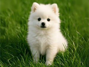 Pomeranian Secret