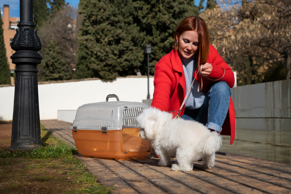 Bringing Home a Pomeranian