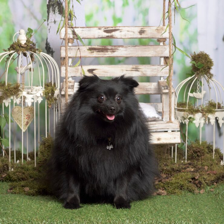 Black Parti Pomeranian