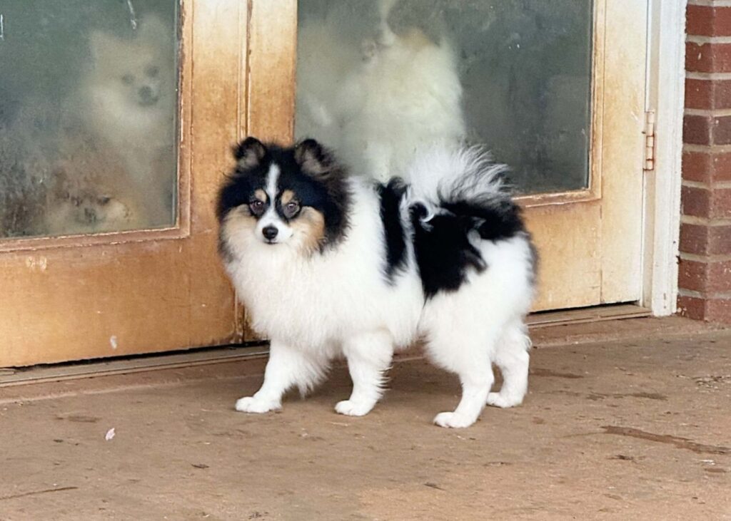 exclusivepoms