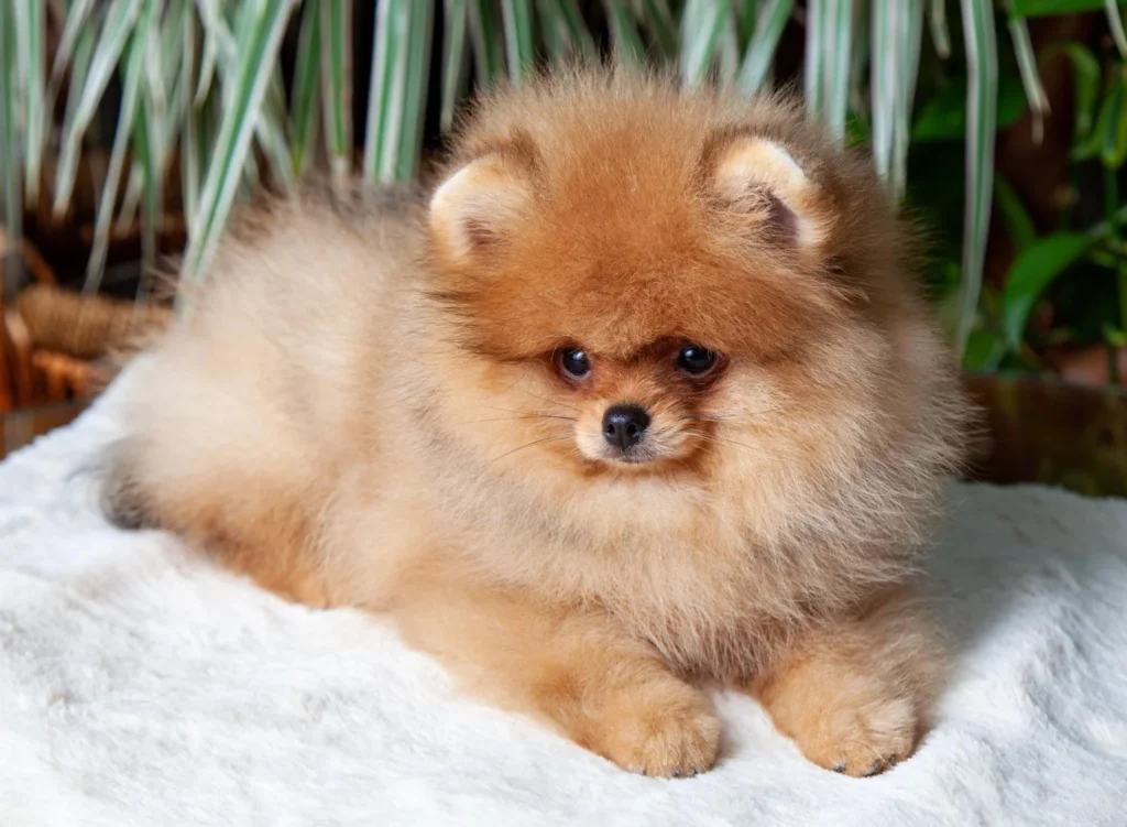 exclusivepoms