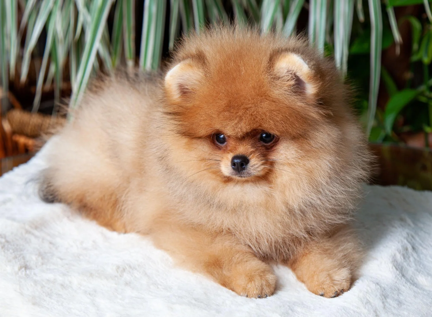 exclusivepoms