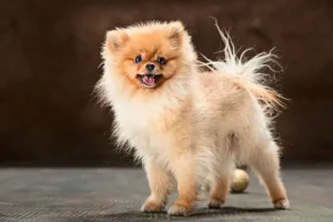 exclusive poms