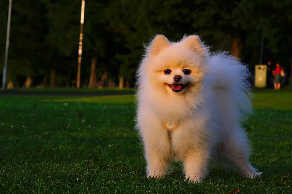 exclusive poms