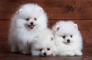 exclusive poms