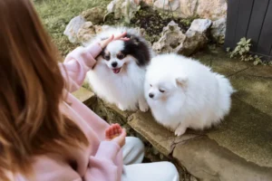 exclusive poms