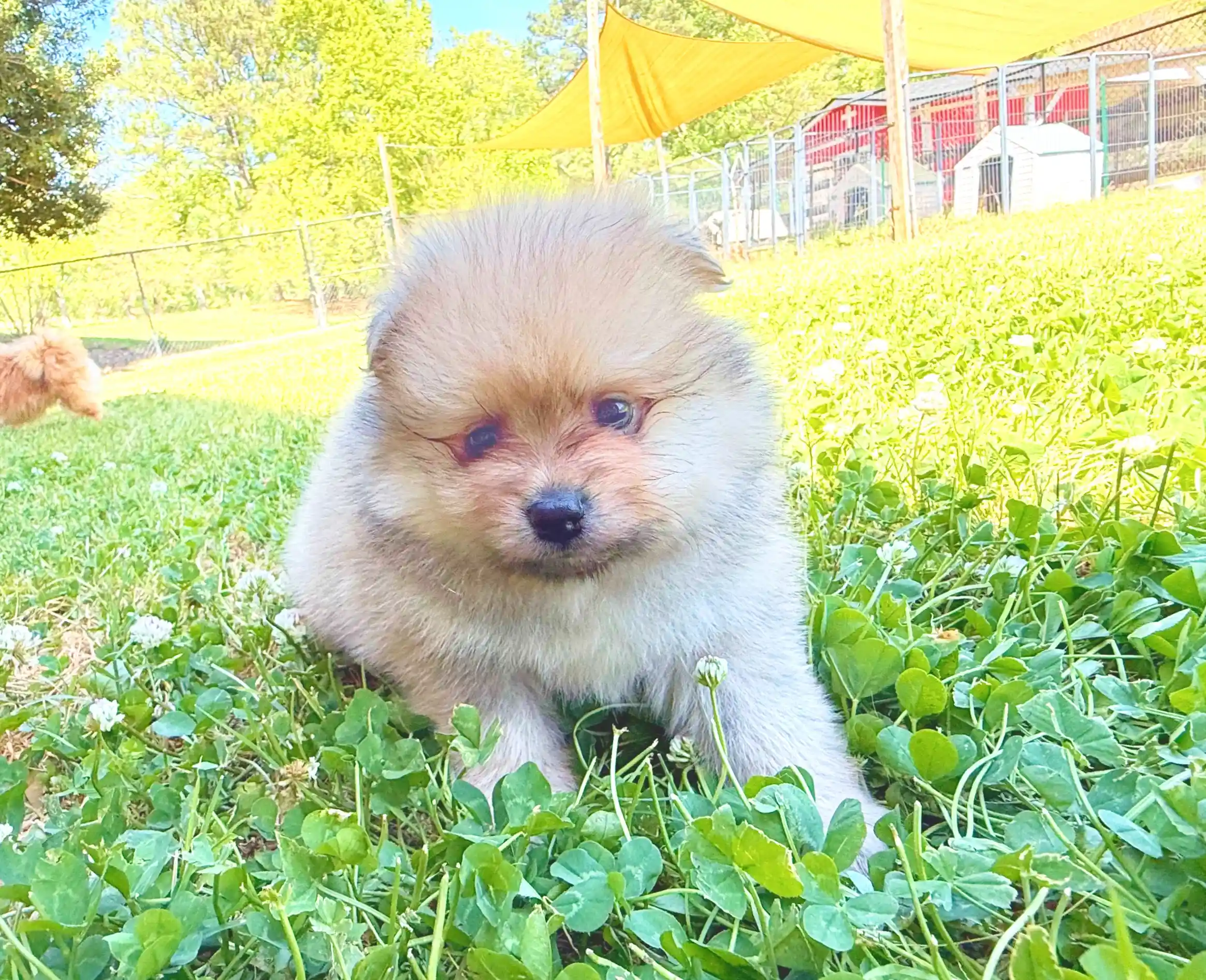 exclusive poms