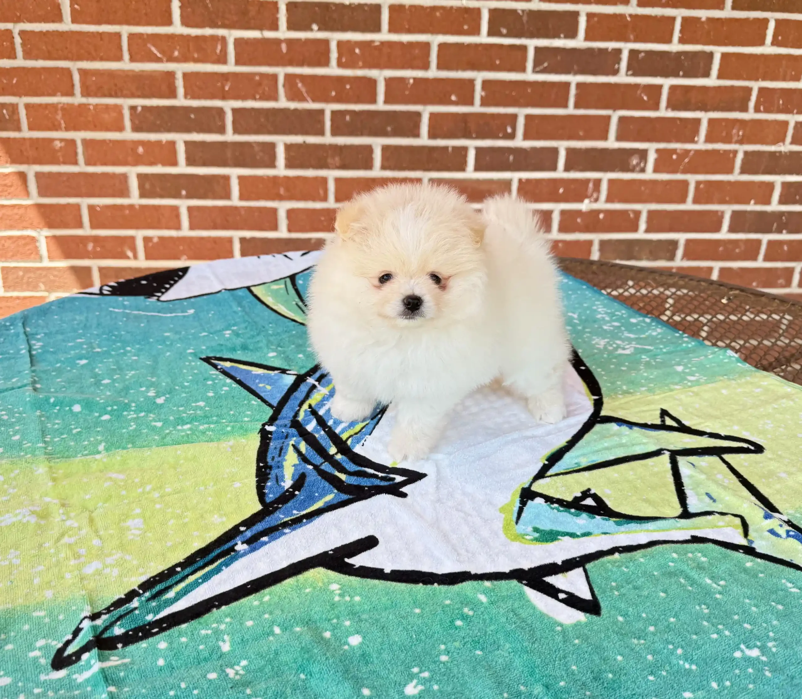 exclusive poms