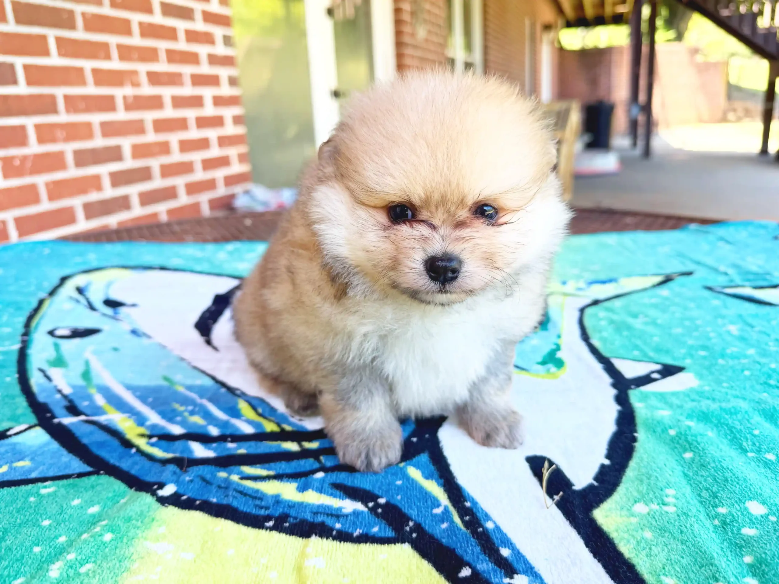exclusive poms