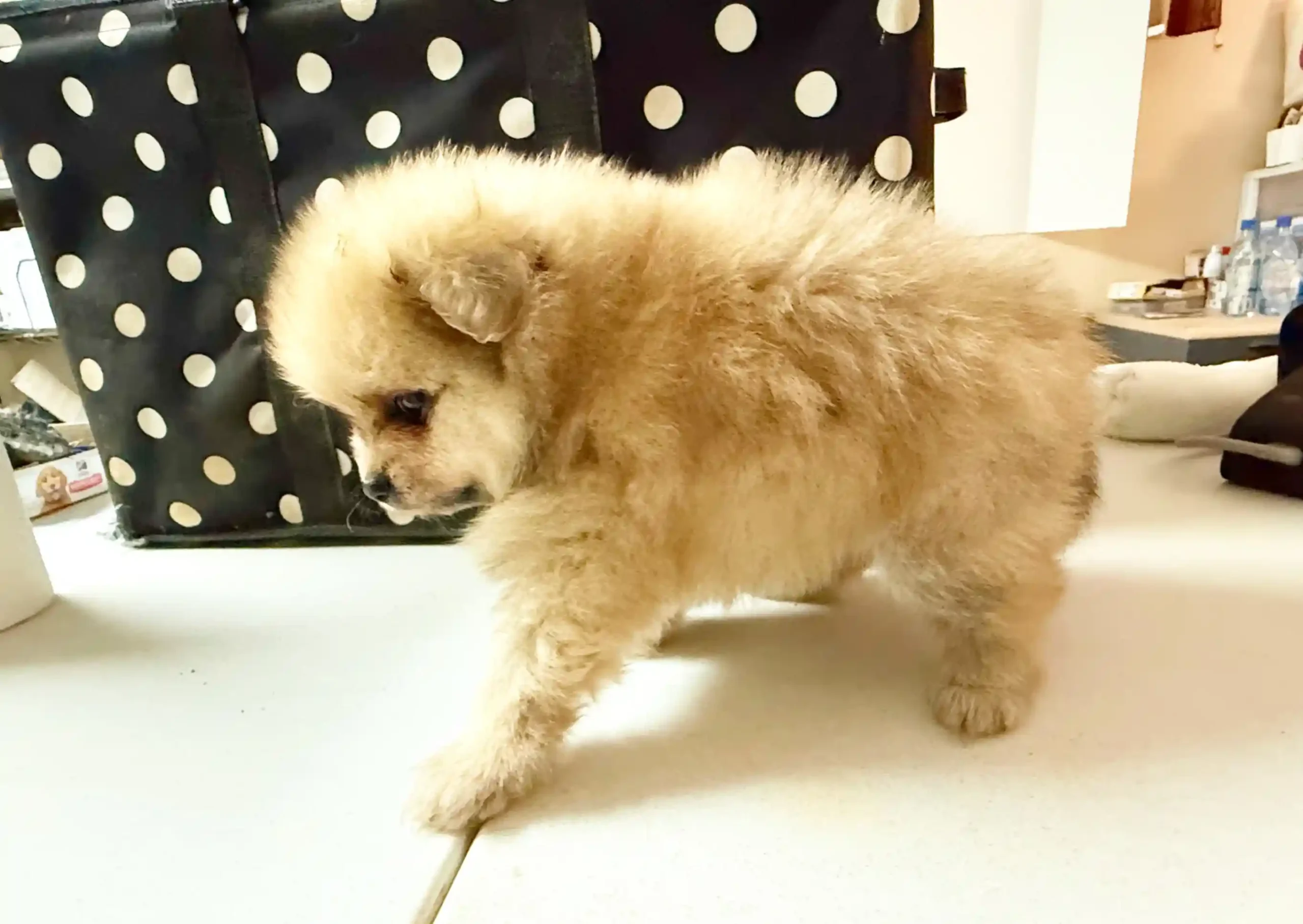 exclusive poms
