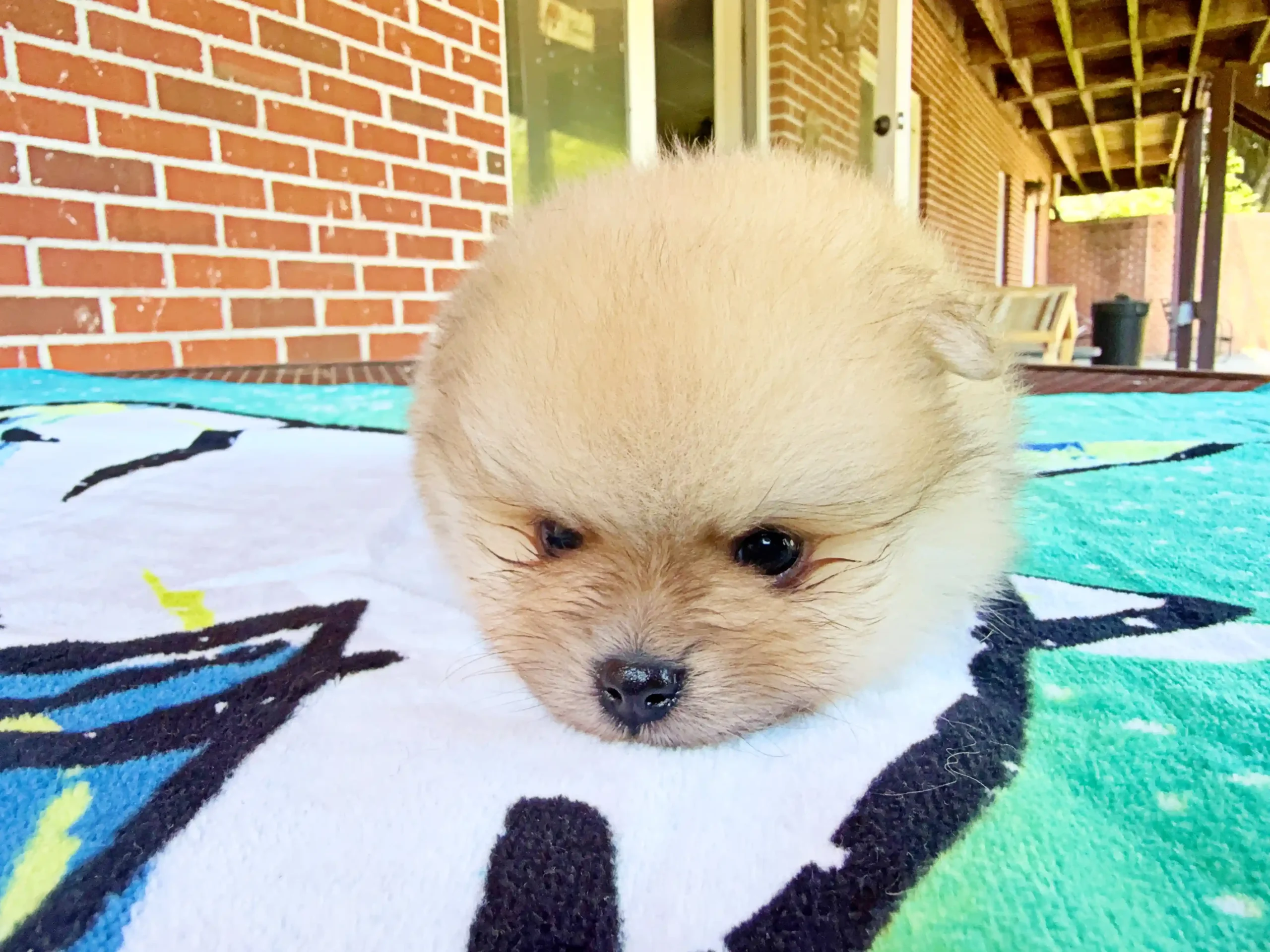 exclusive poms