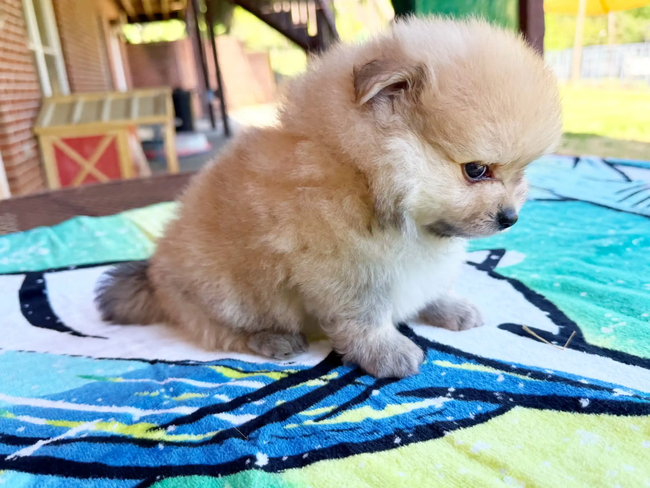 exclusive poms