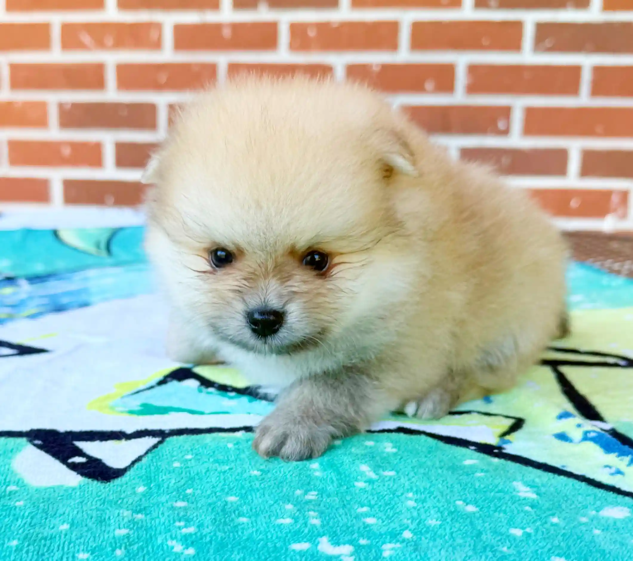 exclusive poms