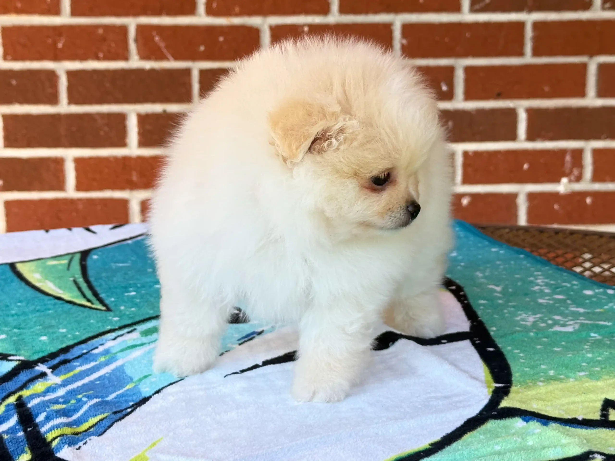 exclusive poms