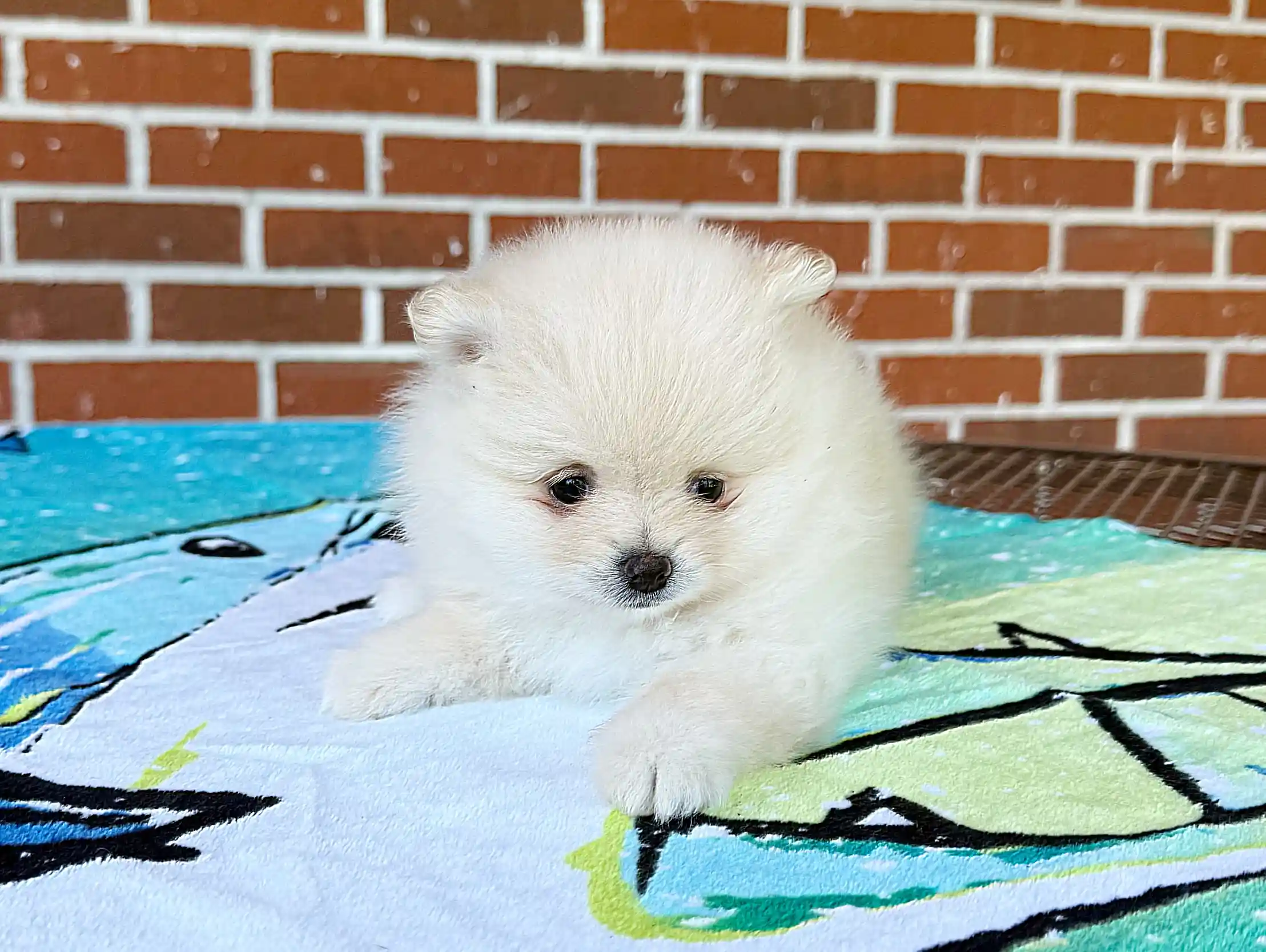 exclusive poms
