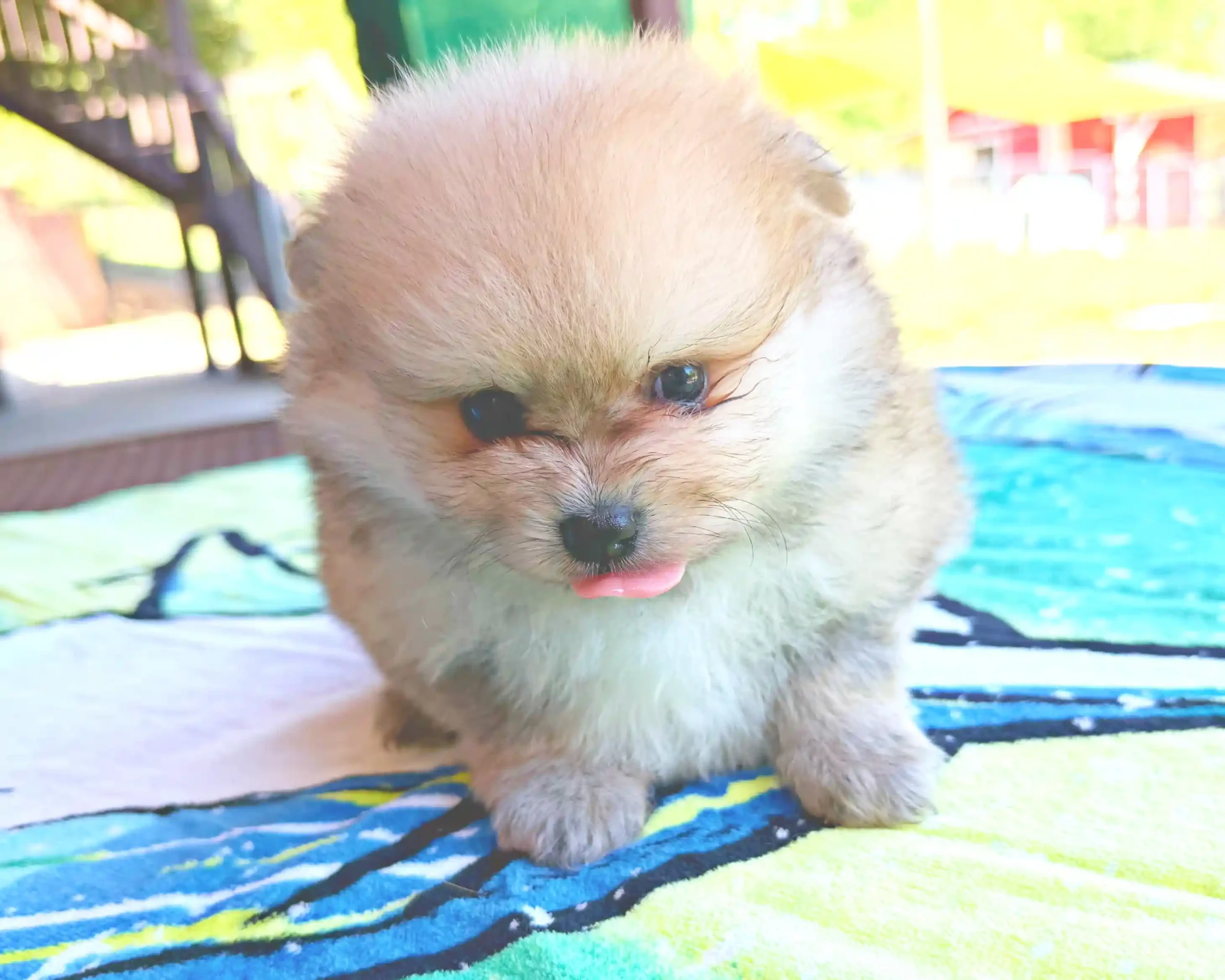 exclusive poms